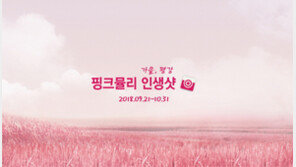  핑크뮬리 가을꽃축제, 평강랜드 ‘핑크뮬리 인생샷’ 행사 개최