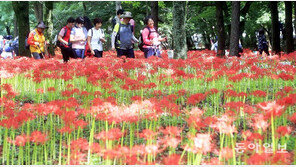 울긋불긋… 활짝 핀 꽃무릇