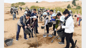 [청계천 옆 사진관]中 쿠부치 사막서 12년째 이어온 ‘희망의 나무심기’