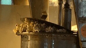 ‘강지영 팝콘’·억울함 그리고…‘오얏나무 갓끈’