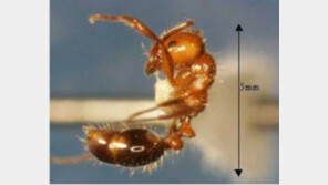 대구 아파트 건설현장서 ‘여왕 붉은불개미’ 추가 발견…번식능력 어마어마