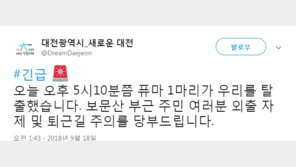 [속보] 대전동물원서 맹수 퓨마 1마리 탈출…긴급재난문자 발송