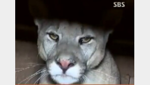 [속보] 대전동물원 탈출 퓨마 마취총 쏴 포획