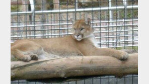 대전의 한 동물원서 퓨마 탈출… 사육사가 청소뒤 철문 안닫아