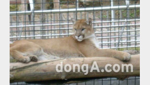 대전 동물원 퓨마, 마취총 맞았으나 다시 도주