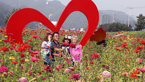 가을 정취 물씬…‘평창 백일홍축제’ 21일 개막