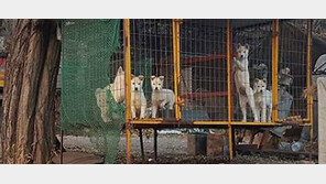 [단독]“이 불쌍한 강아지 살려주세요” 후원금 1억 모아 생활비 펑펑