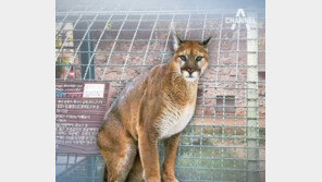 ‘탈출’ 퓨마 결국 사살…“강제로 가둬놓고 돈벌이, 동물원 폐쇄해야” 靑 청원 봇물