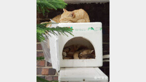 [고양이 눈]공존