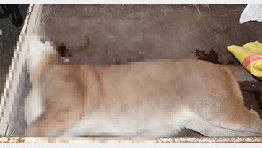 동물원 존폐논쟁 부른 ‘뽀롱이의 죽음’