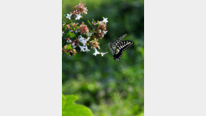 오늘 전국 가을비에 낮 기온도 뚝…강릉 21도·서울 23도