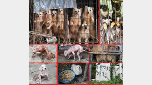 ‘애니멀호더’ 21일부터 동물학대로 처벌…최대 2년 징역형