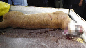 사살된 퓨마 ‘호롱이’ 박제 안한다