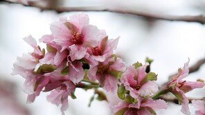 가을 제주에 때 아닌 봄꽃…태풍·폭우로 ‘불시개화’