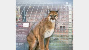 사살된 퓨마, 교육용 표본 박제 ‘없던 일’…규정 따라 폐사 처리