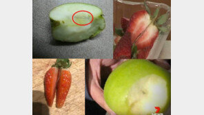 호주 떨게한 ‘바늘 딸기 테러’ 용의자 잡고보니…소년이 장난삼아?