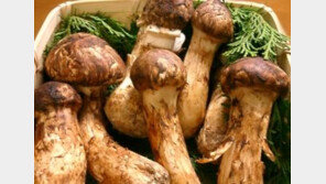 김정은, 송이버섯 2톤 통큰 선물…국내산 최상품 가격 가정 17억원 어치