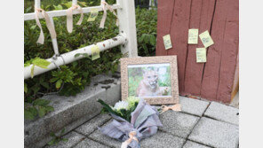 “미안해. 잊지않을게!”…피살 퓨마 애도 이어져