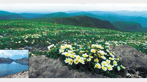 리설주 “7~8월 백두산에 만병초 만발”…잔설 속 고개 내미 강인한 꽃