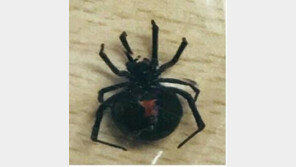 대구서 미국산 독거미 발견…붉은불개미 독성의 12배