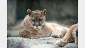 서울대공원 퓨마는 안녕할까…“새 보금자리 국제기준보다 더 넓게”