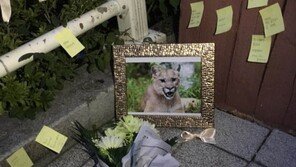 퓨마 추모공간은 ‘일베’ 작품?…文대통령 세월호 추모 조롱