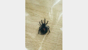 내륙 대구서 불개미에 美 독거미까지…검역망에 구멍?