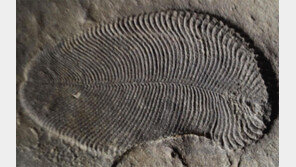5억5800만년 前… 가장 오래된 다세포동물 화석 발견