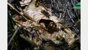 버섯 따러 나갔다가 숨진 노인 사인은 ‘말뻘 쏘임’
