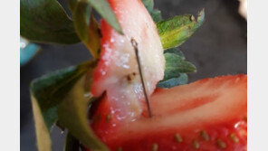 ‘딸기 공포’ 호주 이어 뉴질랜드로 확산…과일상자서 바늘 발견