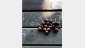 산에서 도토리 주우면 벌금 5천만원?…“임산물 무단 채취 적발 시 처벌”