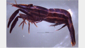 제주도 연안 바다서 새우류·참갯지렁이류 신종 발견