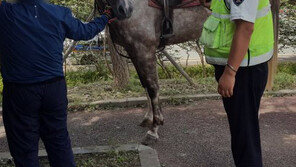 승마장서 탈출한 말, 왕복 8차로 1㎞ 질주한 뒤 시민들에 붙잡혀
