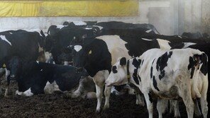 국산 젖소도 파키스탄 간다…11월 첫 수출