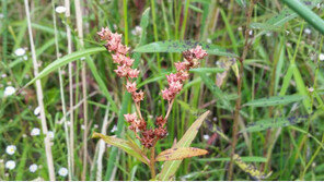 수생식물 ‘낙지다리’ 피부 주름개선 화장품으로 개발