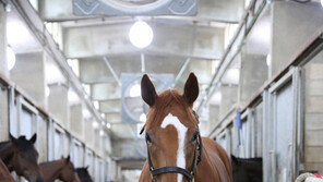 렛츠런파크 서울 대표할 신예마를 찾아라