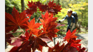 설악산 단풍 시작… 10월 중순께 절정