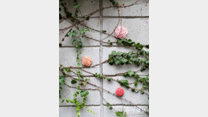 [고양이 눈]조화