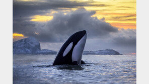 “PCB 때문에 범고래 절반 50년내 사라질 것”