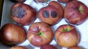 추석선물로 썩은 사과 유통…소비자 잇단 피해