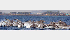 반갑다, 남방큰돌고래… 제주해역 서식 확인