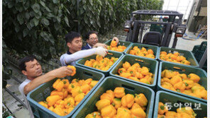 파프리카, 올 수출 1억달러 ‘국민채소’ 이름값