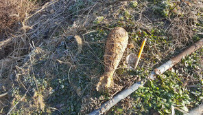 영등포구 공사장서 ‘포탄 추정’ 물체 발견…군부대 회수