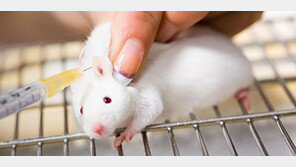 美캘리포니아 ‘동물실험’ 화장품 시장서 퇴출한다