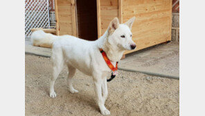 김정은 보낸 풍산개 ‘송강·곰이’, 마루·찡찡이·토리와 靑생활