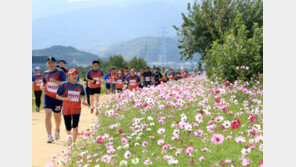 코스모스 길 따라 하프마라톤
