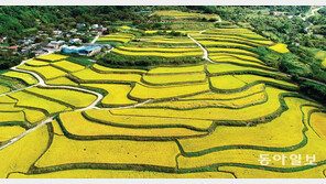 황금빛으로 물든 지리산 ‘다랑논’