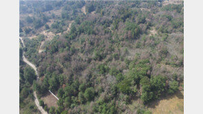 농약을 재선충병 방제약이라 속이고 소나무 639그루 고사시킨 60대들, 왜?