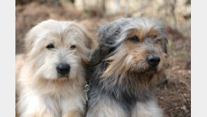 진돗개·삽살개·동경이·제주마 멸종 막는다…유전자원 보존