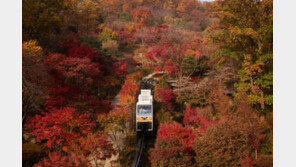 알록달록 물결…수도권 명소 화담숲 단풍 축제